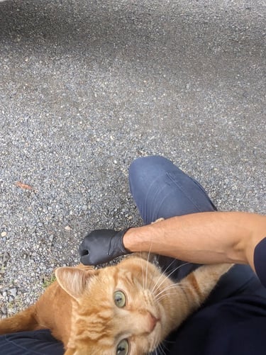 Friendly cat "helping" on the job