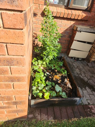 Backyard compost pile