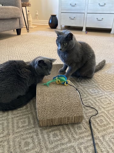 Two gray cats playing with a toy