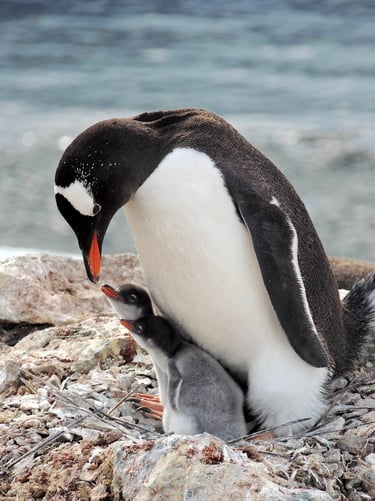 adult penguin  attends to two penguin chicks
