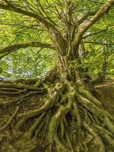 arbre racines