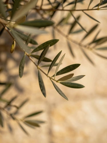 Warm editorial close-up of delicate olive leaves against a sun-drenched stone wall, golden light, shallow depth of field