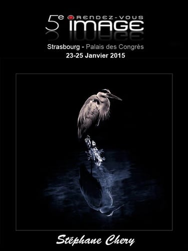 un oiseau sur fond noir. Affiche pour rendez vous image à Strasbourg. g