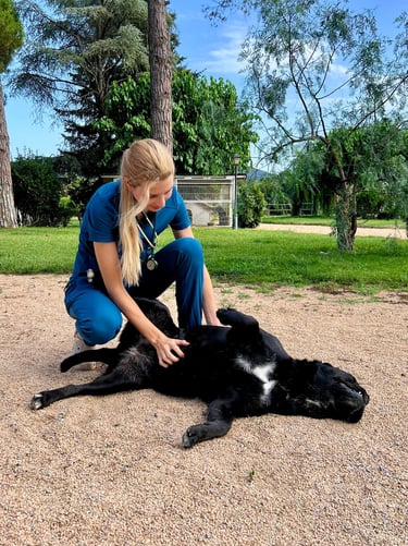 visita veterinaria a perro a domicilio