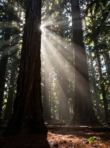 Towering redwood forest with shafts of dramatic light piercing the deep shadows, atmospheric fog.
