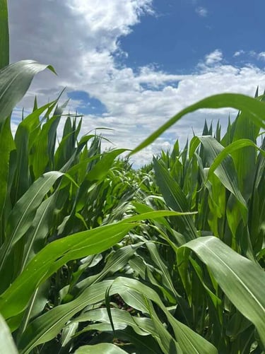 ilas de campos de maíz verde bajo un cielo azul brillante con nubes blancas.
