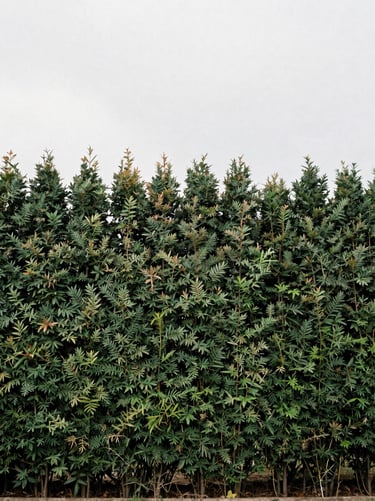 Crisp, perfectly straight lines of a tall beech hedge freshly trimmed, slate gray sky, 35mm