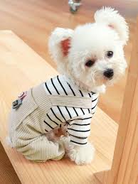 Perrito blanco peludito, con un overoll beige y camisa a rayas