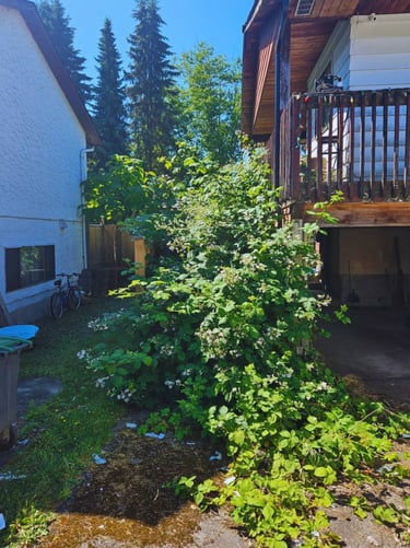 Blackberry Bush before pic