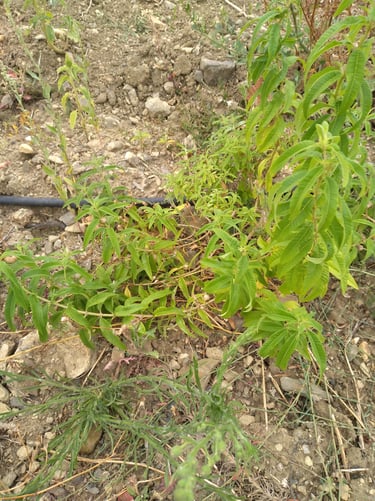 Verveine Citronnelle