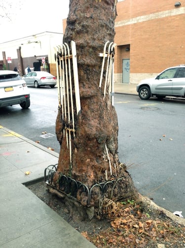 sycamore tree with embedded tree guard