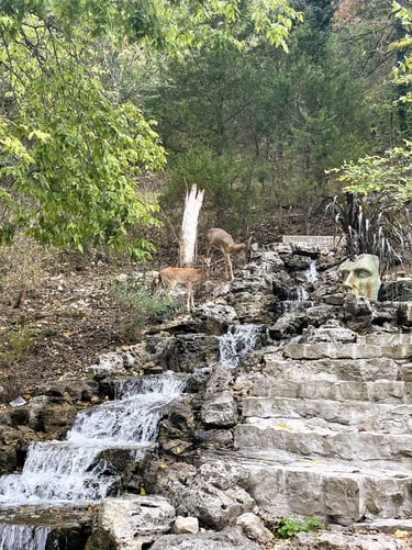 Deer drinking from waterfall in downtown Eureka Springs, Arkansas