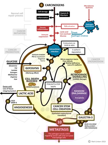 Carcinogenesis