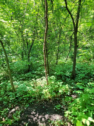 Vine mock scrape for deer hunting