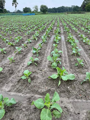 Premium NEXGEN F1 cauliflower seedlings growing uniformly on a rural farm in Odisha.