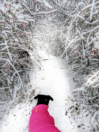 a dog wearing a pink coat hiking in the snow