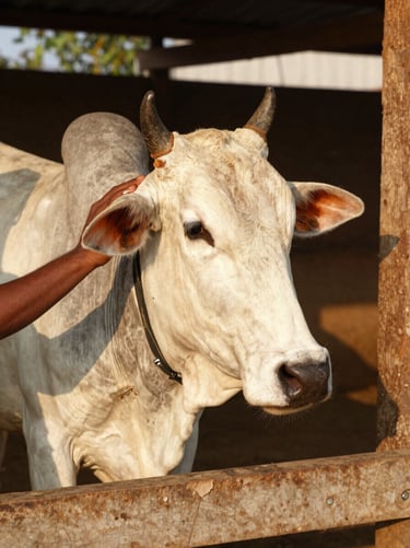 Close-up of a healthy, calm Indian cow in a clean, sunlit wooden shelter, being gently patted by a volunteer, warm 35mm documentary style.
