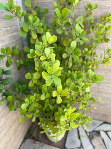 planta buxo