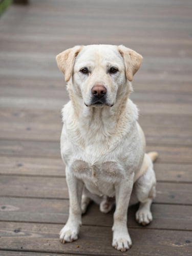 A gentle light-colored dog sitting calmly on a wooden deck, looking directly into the camera, soft natural shadows.
