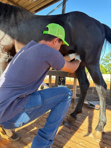 Veterinário equino realizando avaliação clínica em cavalo de elite