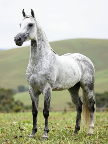 Mangalarga Marchador grey stallion in full body side profile, conformation detail of hoof structure and pastern angle visible in foreground, green hillside pasture in background, natural overcast daylight