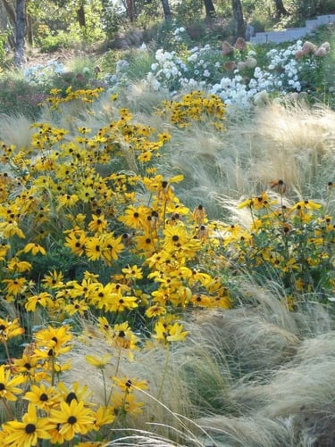 Naturalistic garden planting with yellow flowers, soft ornamental grasses and layered perennials ins