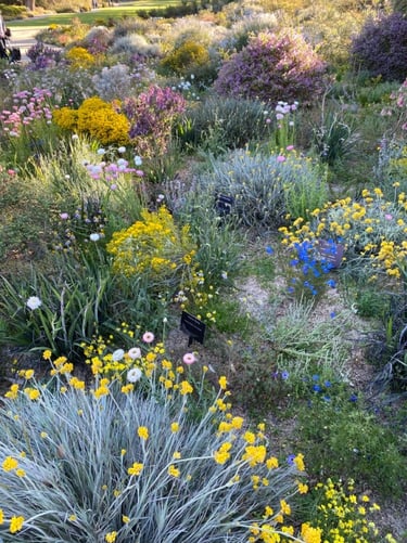 Layered perennial garden with colorful flowers, grasses and soft planting textures creating a natura