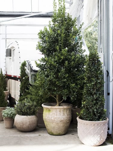 Tall evergreen tree and small shrubs planted in aged terracotta pots, creating a natural and timeles