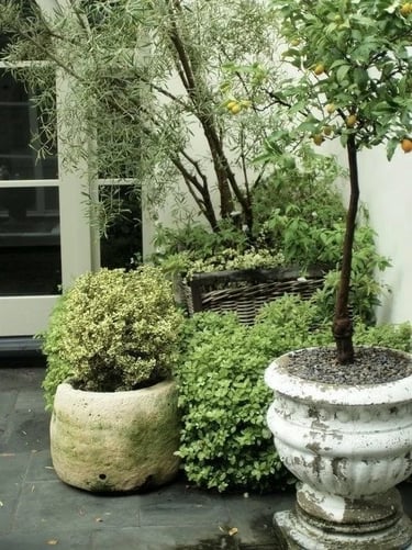 Olive tree and green plants arranged in aged terracotta pots, adding warmth and natural texture to a