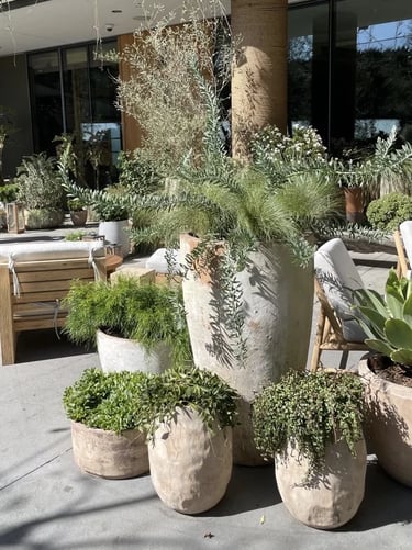 Large terracotta planters with olive trees, grasses and trailing plants, creating a relaxed Mediterr