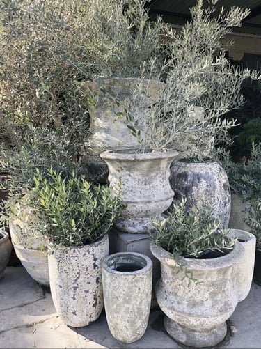 Weathered terracotta planters with olive trees and Mediterranean-style plants, showing a rustic and