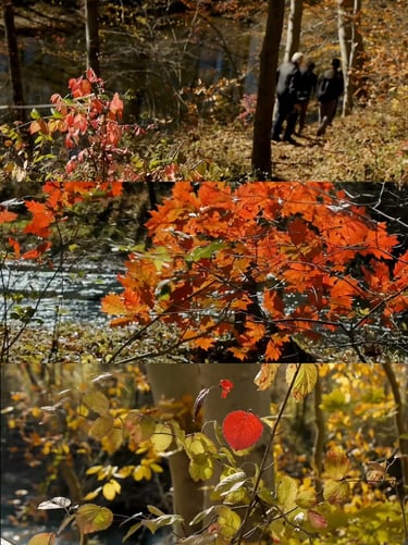 Autumn garden details with colorful leaves, seed heads and warm seasonal textures showing the beauty