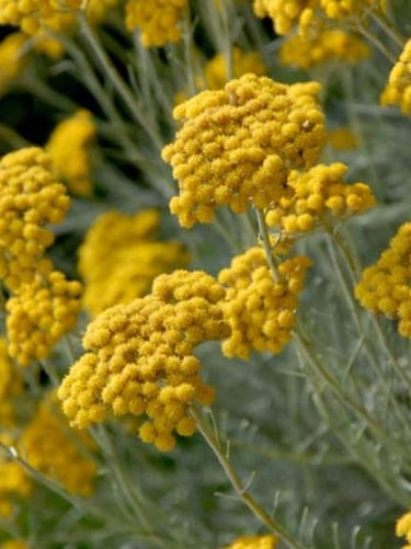 Fleurs jaune d'hélicrise italienne dans la nature