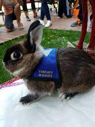 Pet Partners Therapy Rabbit.