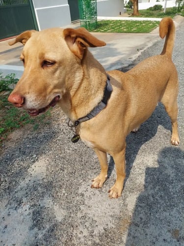 Purr Tag Customer Dog