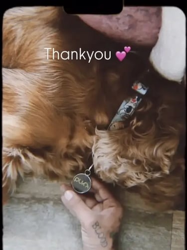 Purr Tag Customer - TV Actor Dog