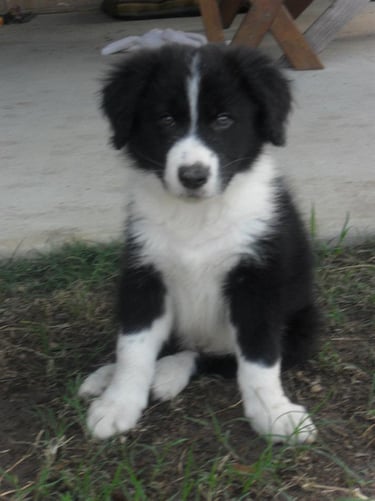 Black and White Puppy Border Collie 