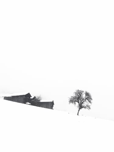 a lone tree in the snow with a lone tree in the background