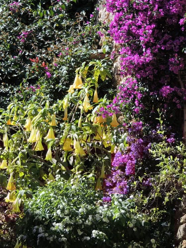 association Datura jaune et Bougainvillier mauve