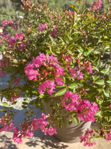Lilas des Indes à forme prostrée - très esthétique dans un pot  assez haut
