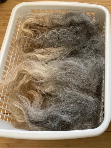 Navajo-churro wool locks in a basket