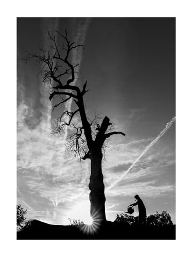 L'Arbre Magique - Le Jardinier 