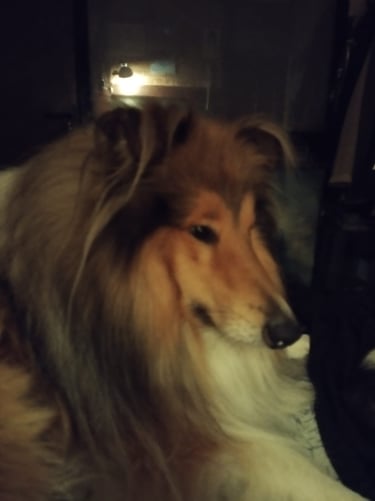 Photograph portrait of rough collie dog in a dark room