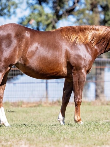 Muscular chestnut American Quarter Horse standing in a grassy field with a leather halter.