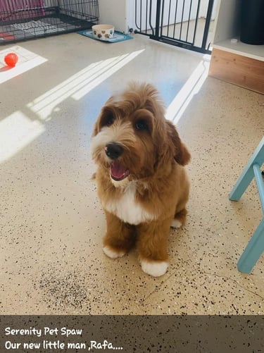 A brown and white Goldendoodle puppy with a fresh haircut sitting at a pet grooming spa.
