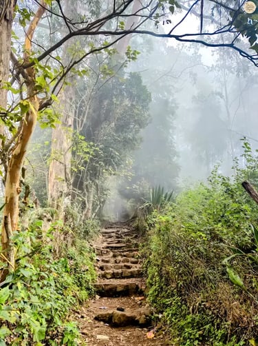 Misty trekking trail to Dolphin’s Nose in Kodaikanal surrounded by greenery.