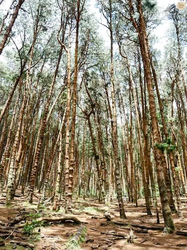 Tall pine trees stretching skyward in Kodaikanal Pine Forest.