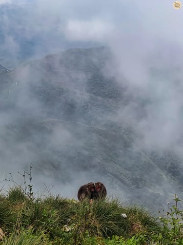 Monkeys sitting by the cliff at Green Valley View Point in Kodaikanal with misty backdrop.