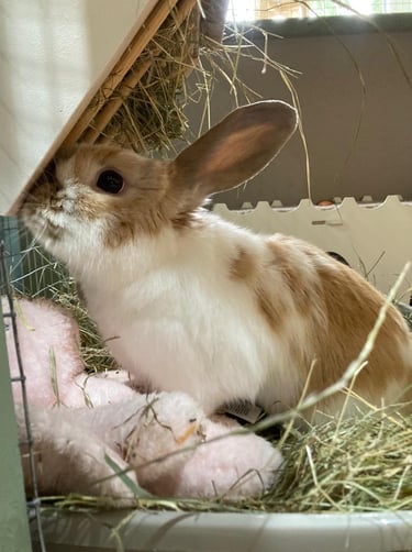 Rabbit in foraging tray
