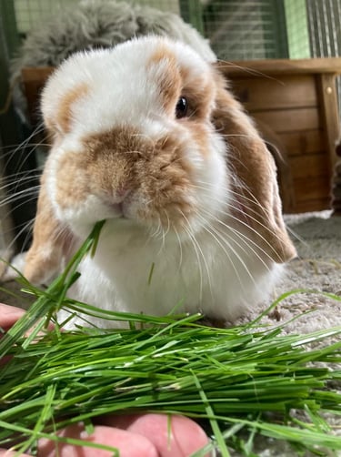 Bunny enjoying grass